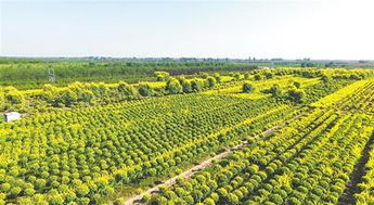 植绿成金 花开富民 青钱柳苗的生态与经济价值