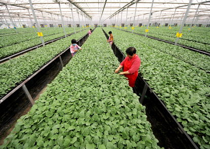 艺塑百年风华 赓续奋进伟力——青钱柳苗的时代象征