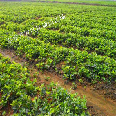 2020年安阳甜查理草莓苗与青钱柳苗价格及详情介绍