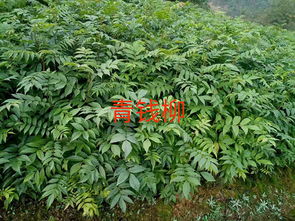 青钱柳树苗供应商 湖北华楚苗木的专业服务与优势