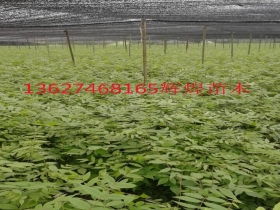 乔木青钱柳 北极网平台上的珍稀苗木新宠