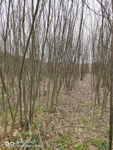 榉树与青钱柳小苗 产地苗圃直销，价格实惠，易于栽种