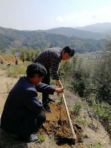 修水县中小企业局机关党支部开展扶贫攻坚春季攻势主题党日活动——青钱柳苗发放助力产业振兴